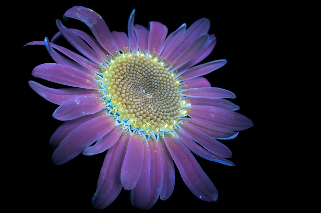 fubiz-craig-burrows-infrared-flowers-02