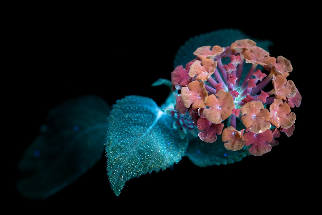 fubiz-craig-burrows-infrared-flowers-03