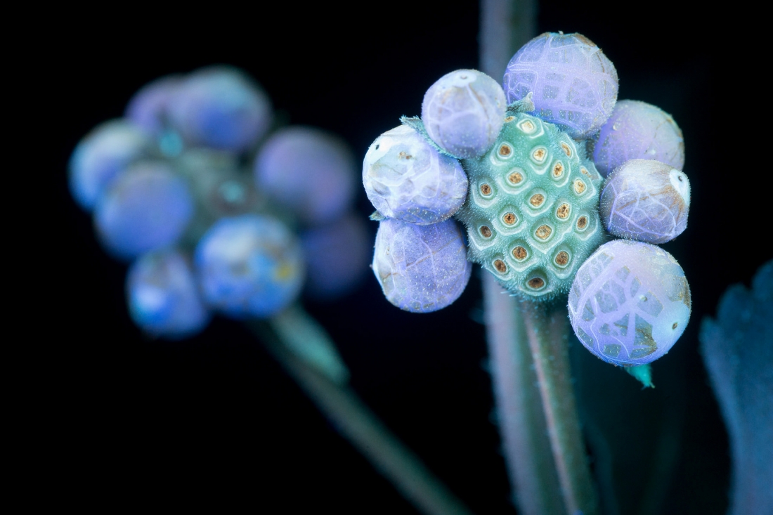 fubiz-craig-burrows-infrared-flowers-05