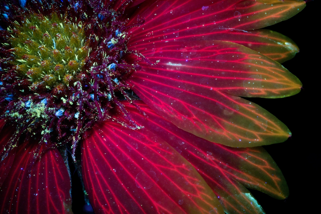 fubiz-craig-burrows-infrared-flowers-09
