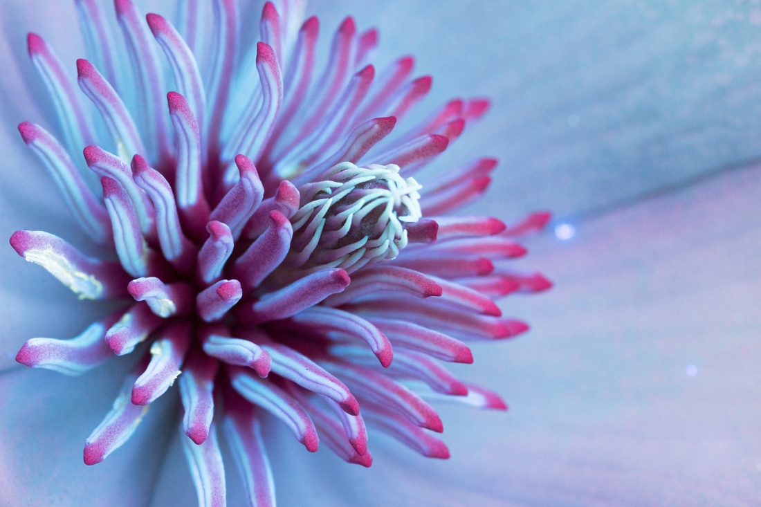 fubiz-craig-burrows-infrared-flowers-11