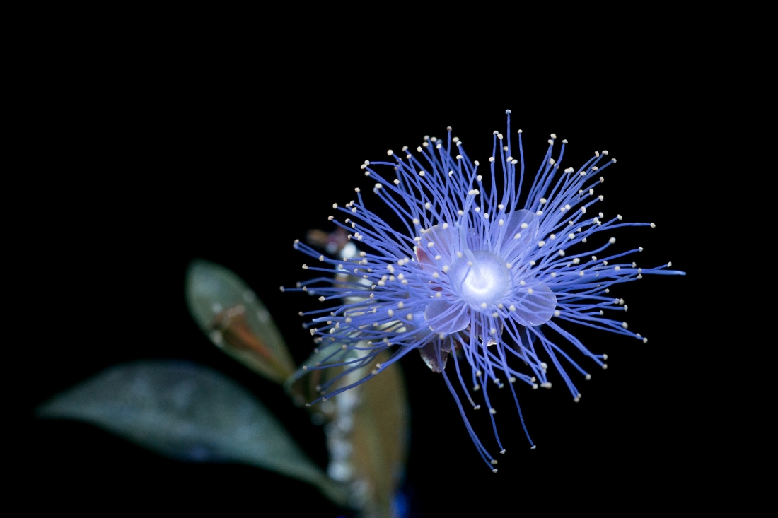 fubiz-craig-burrows-infrared-flowers-12