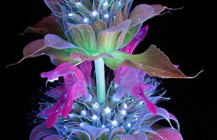 Intensely Beautiful Flowers Under Ultraviolet Lights