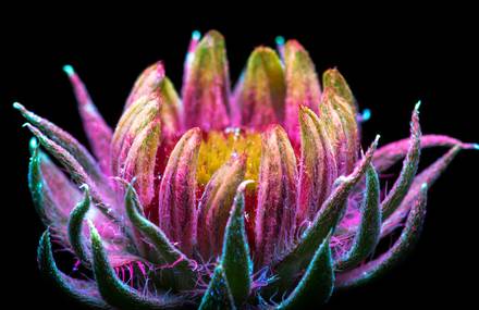 Intensely Beautiful Flowers Under Ultraviolet Lights