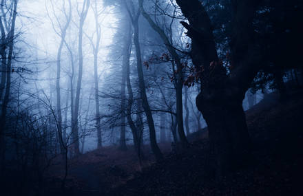 Lovely Stroll Though a Mist-Filled Forest