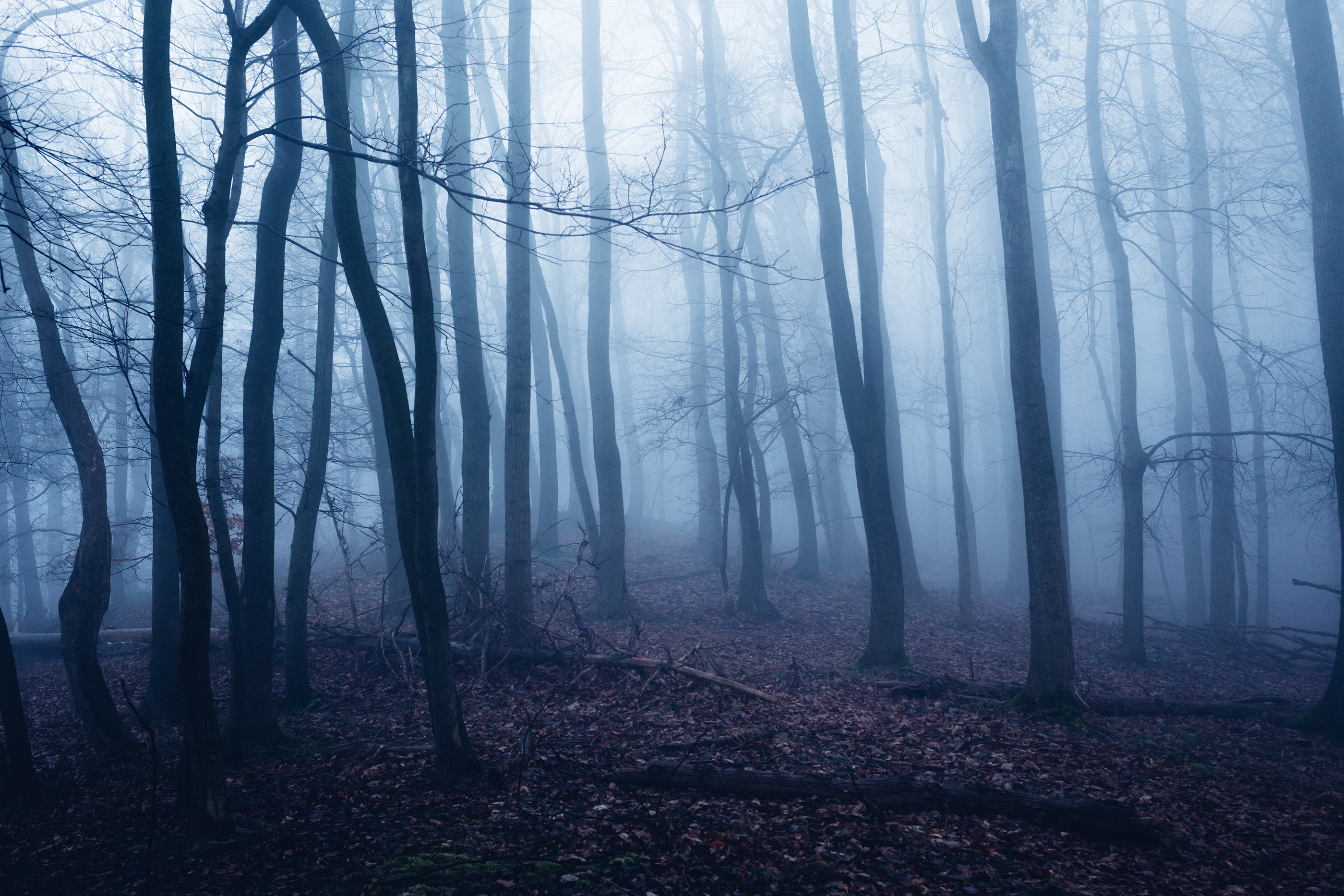 Lovely Stroll Though a Mist-Filled Forest – Fubiz Media