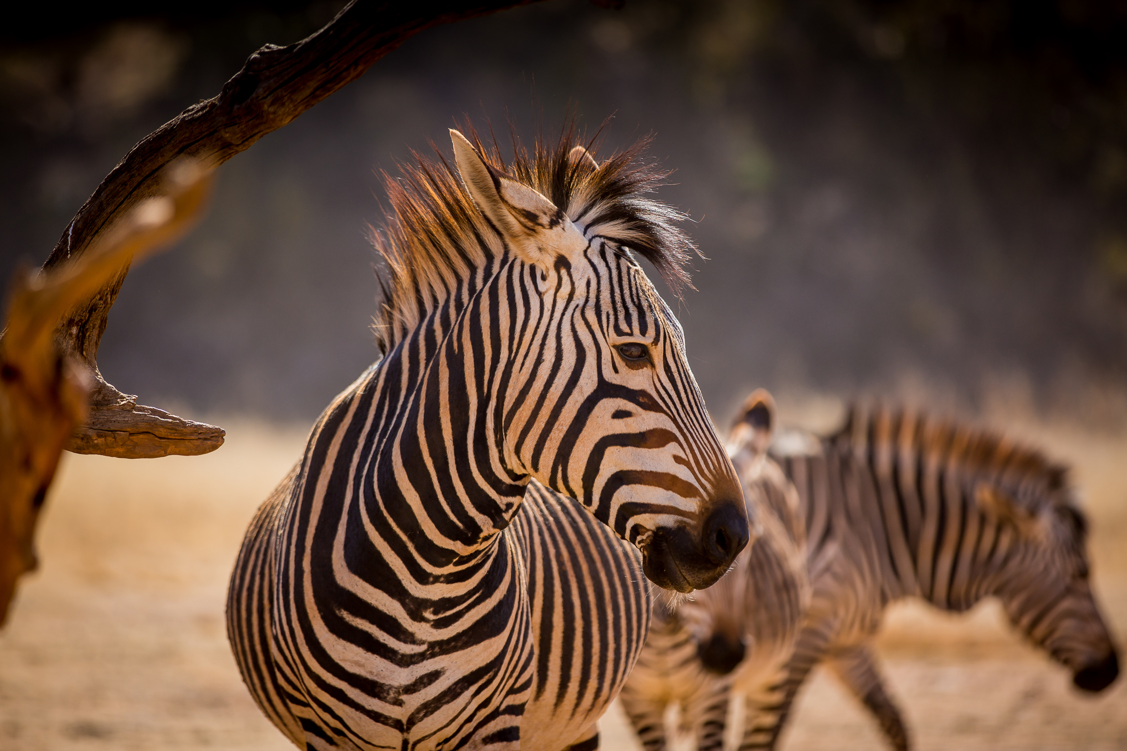 Andre-Liebenberg-Wildlife-Portraits-01