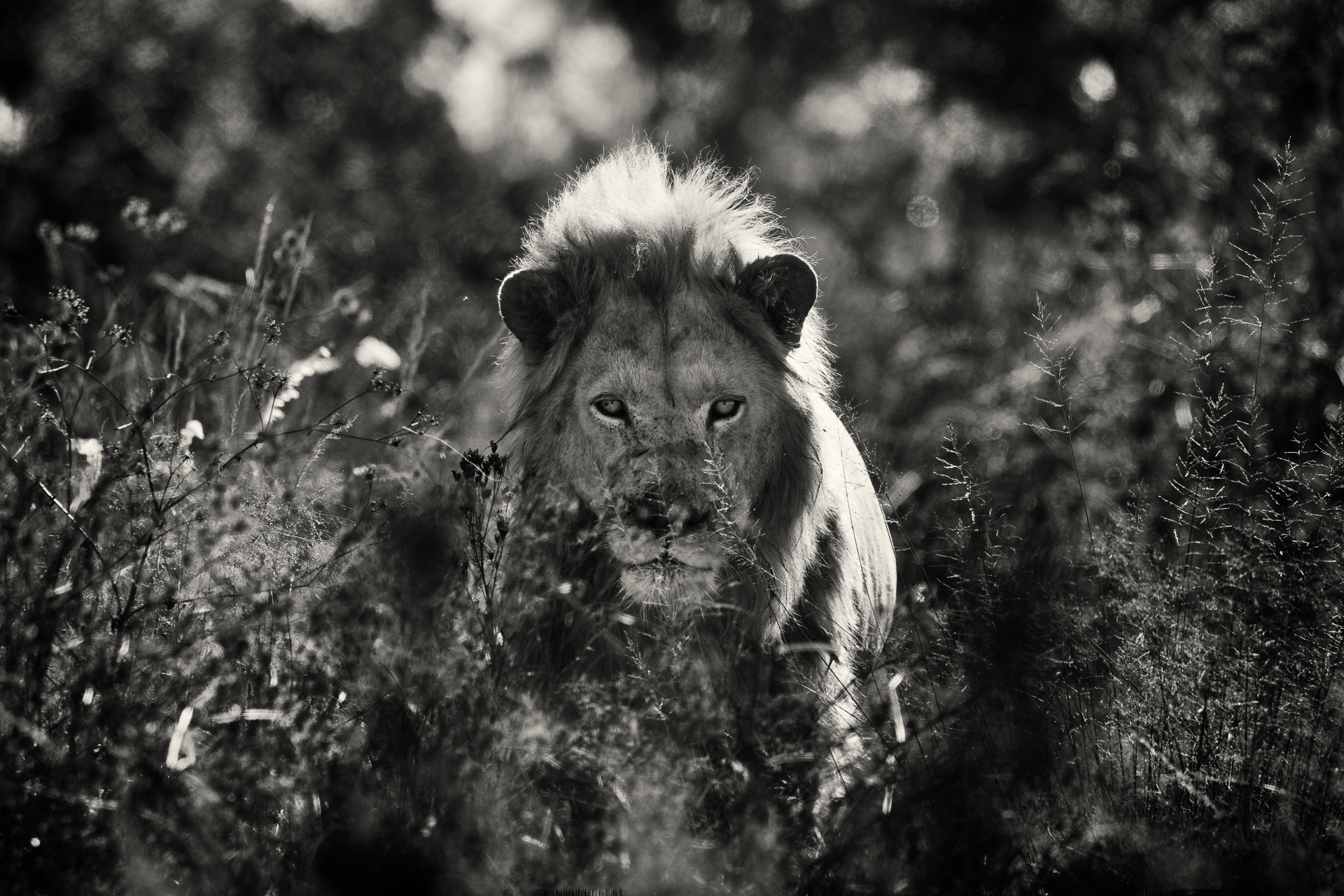 Andre-Liebenberg-Wildlife-Portraits-02