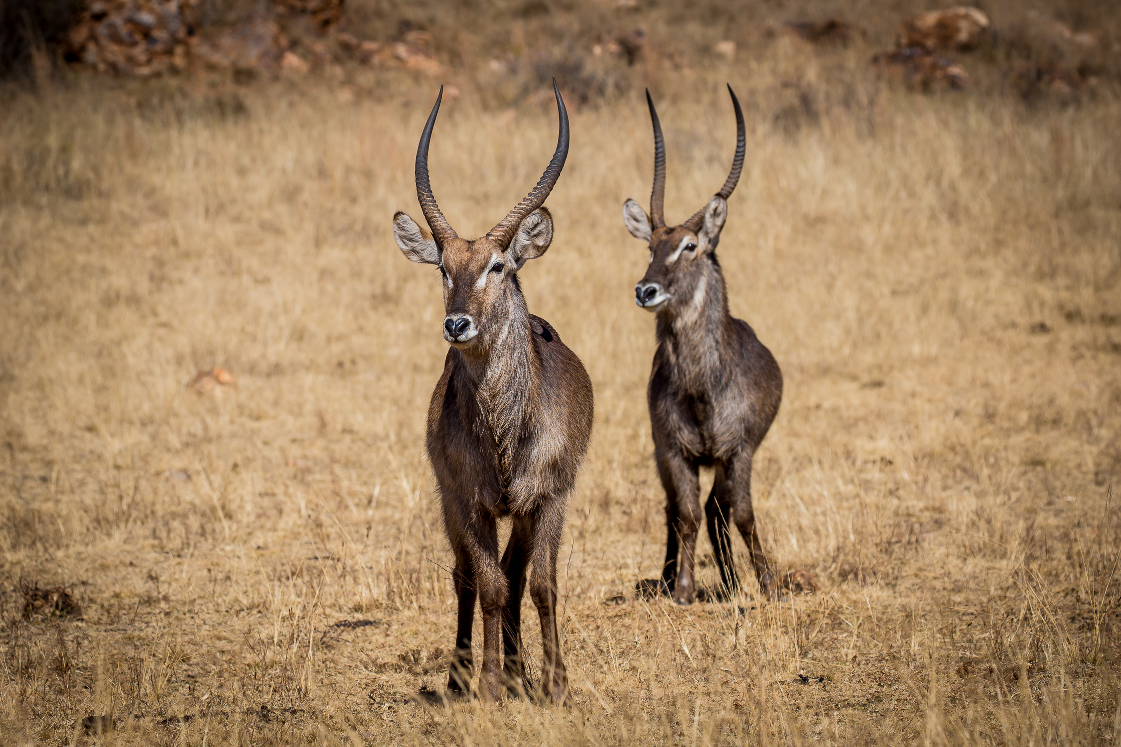 Andre-Liebenberg-Wildlife-Portraits-03