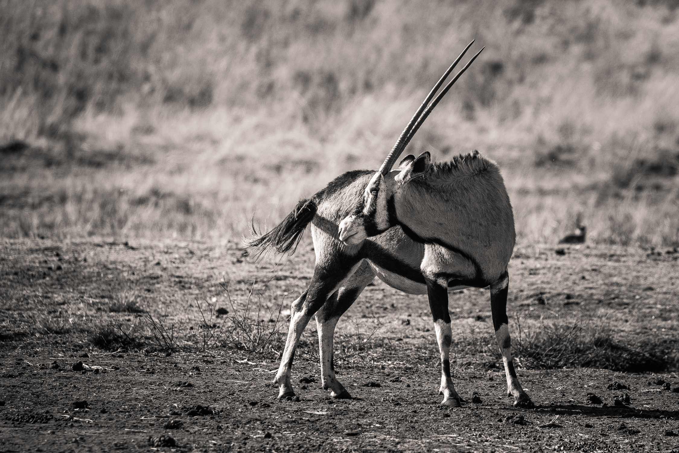 Andre-Liebenberg-Wildlife-Portraits-04