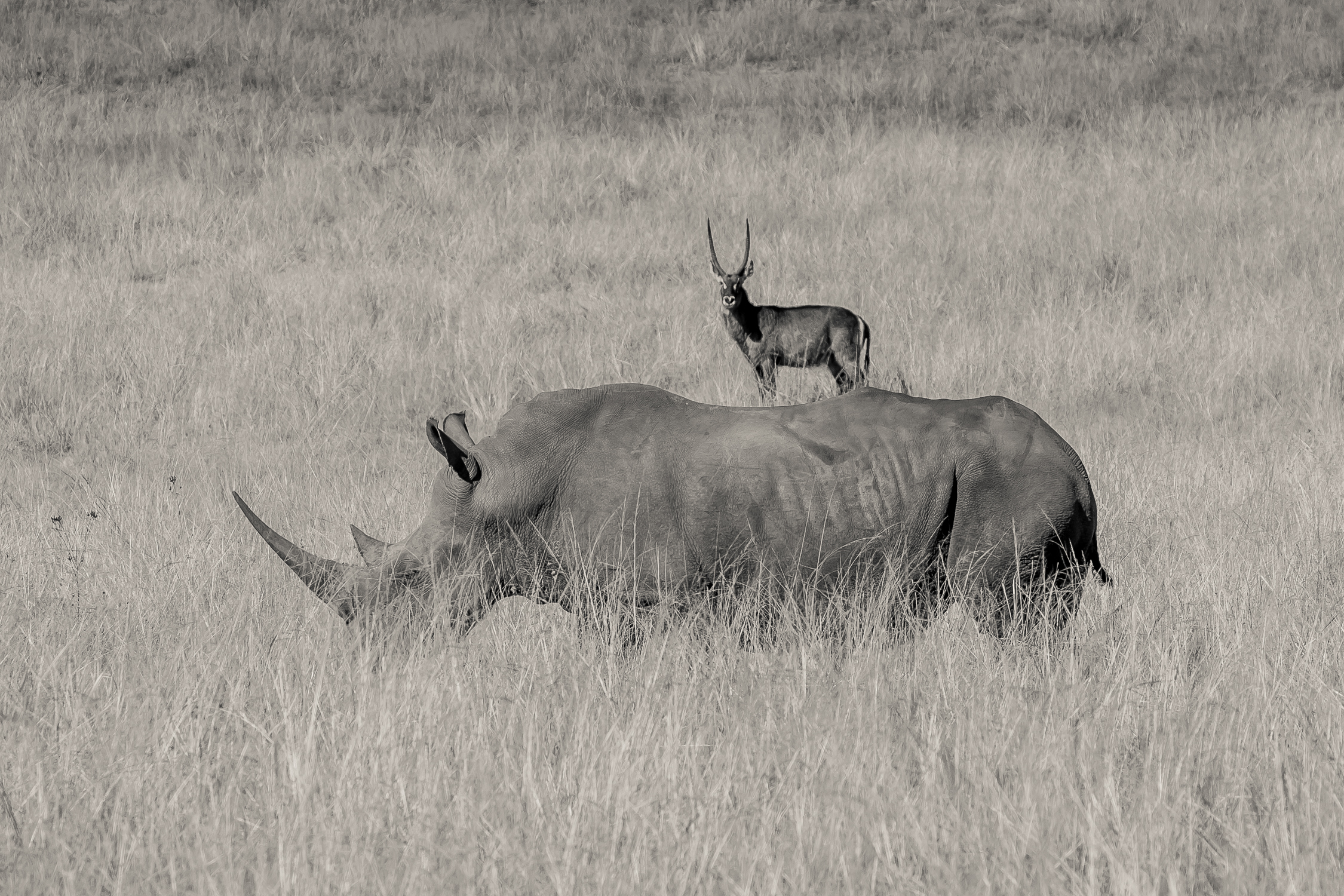 Andre-Liebenberg-Wildlife-Portraits-05