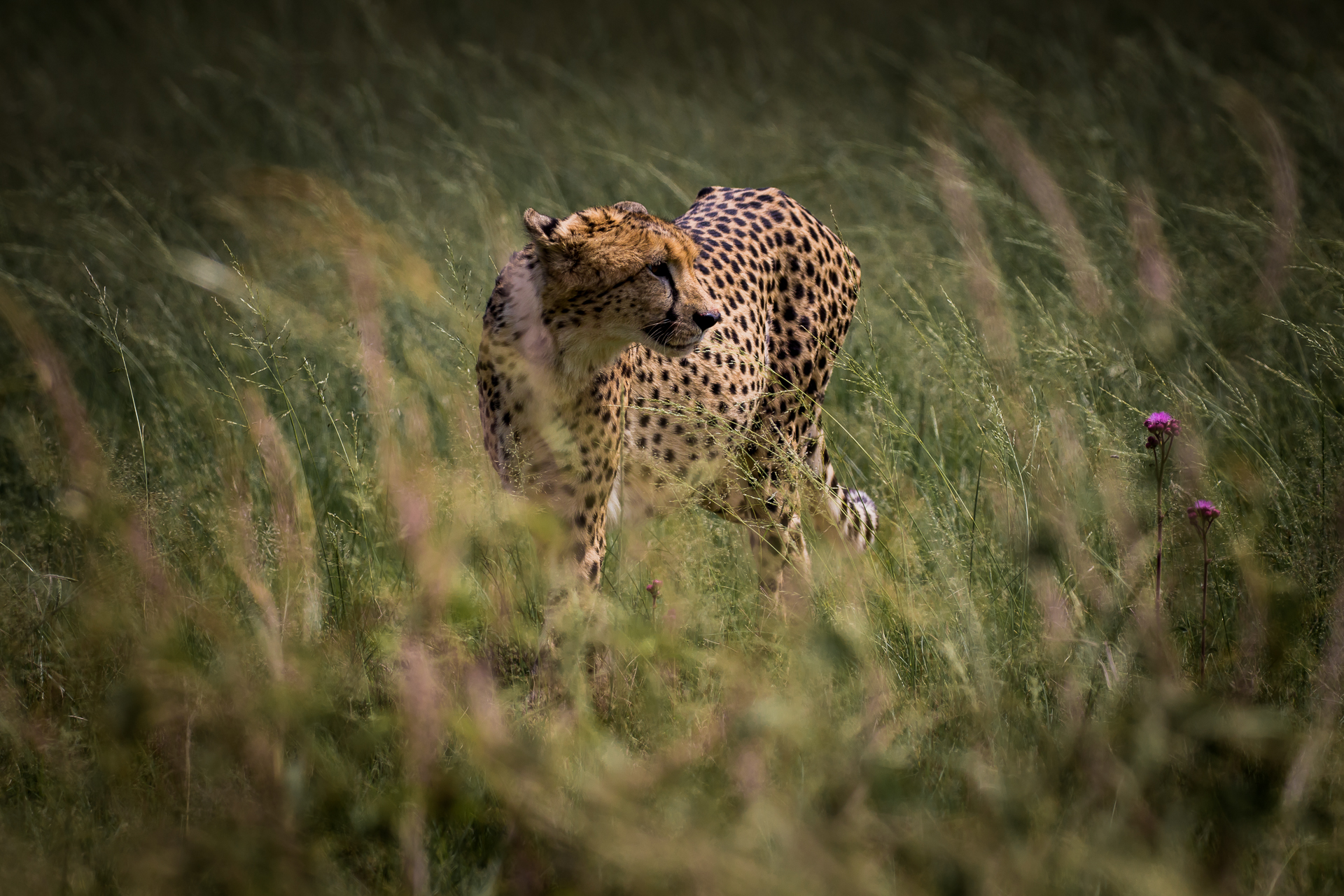 Andre-Liebenberg-Wildlife-Portraits-06