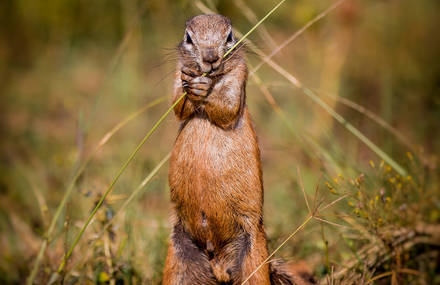 Amazing Images of South Africa’s Wildlife