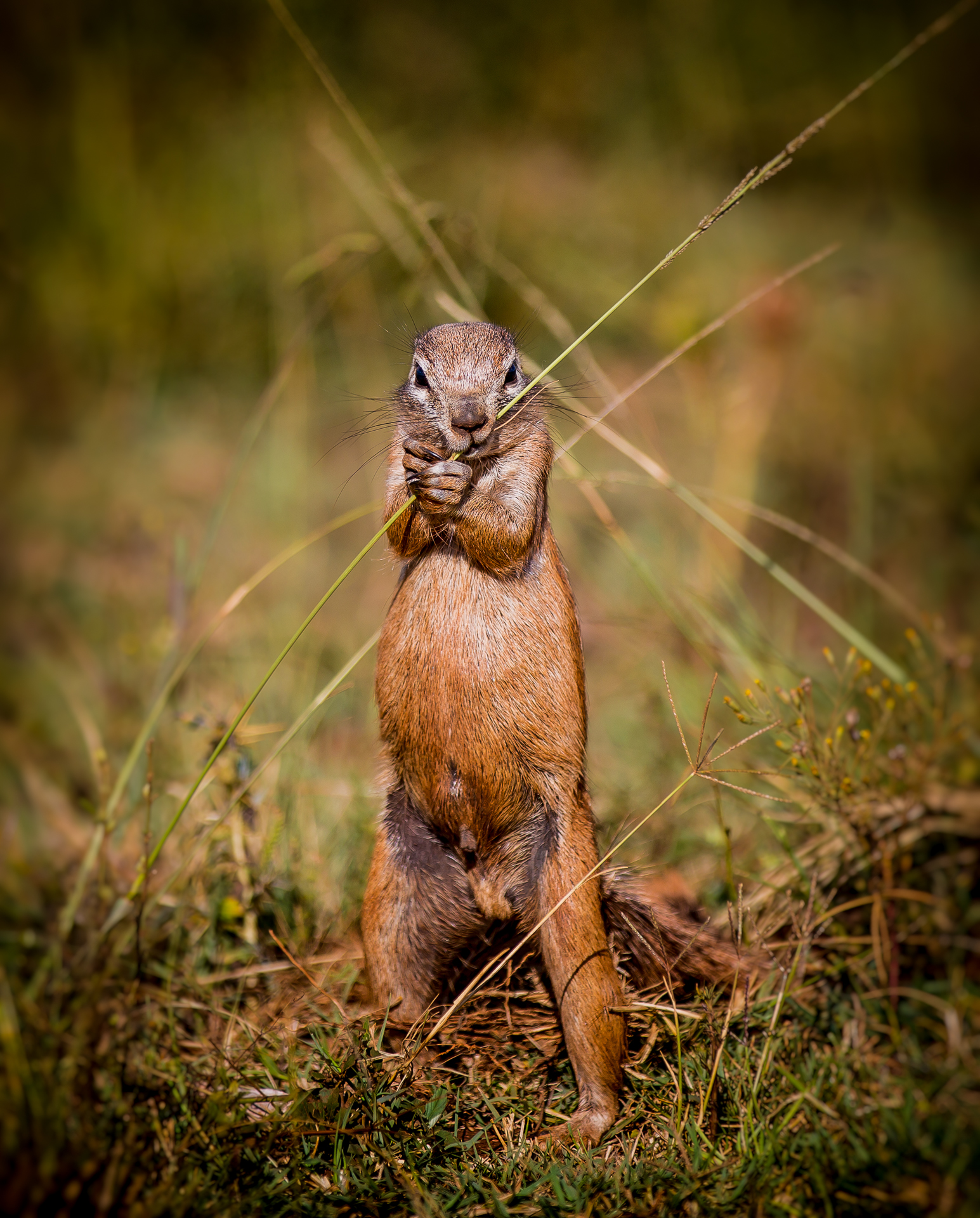 Andre-Liebenberg-Wildlife-Portraits-09