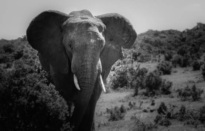 Amazing Images of South Africa’s Wildlife
