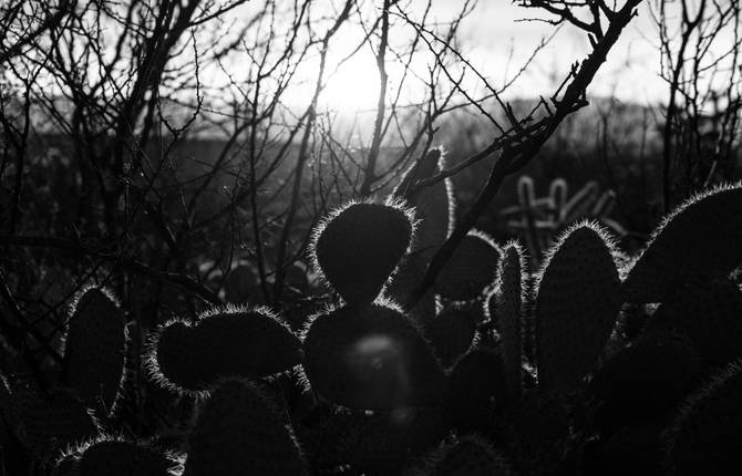 Superb Black and White Photos of The Mexican Desert