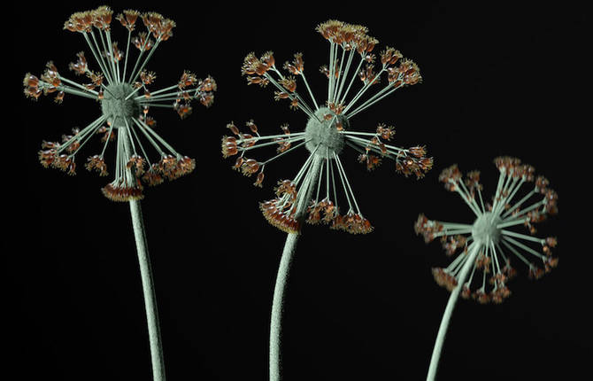 Unique Digital Flowers