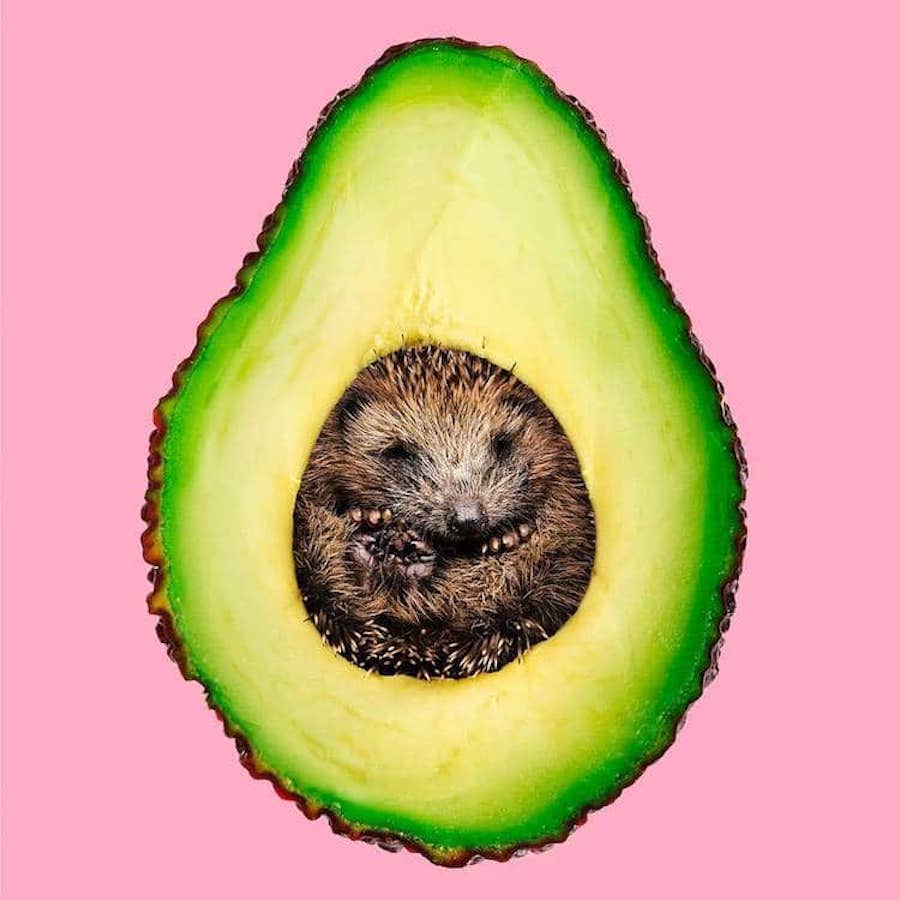 avocado