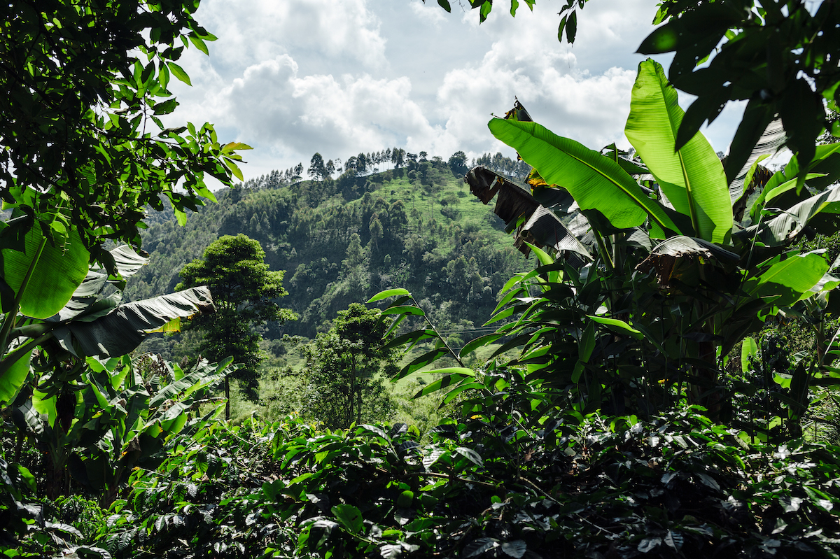 Amazing landscape fully of banana trees in the countryside of Salento