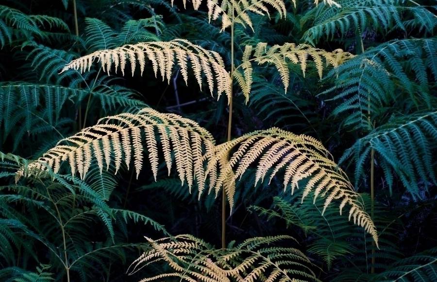 Contemplative and Powerful Images of Simple Elements