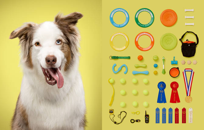 Visual Parallels Between a Dog and His Belongings