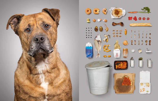 Visual Parallels Between a Dog and His Belongings