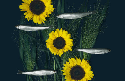 Charming Fish and Flower Compositions