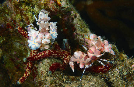 Meet the Strange Underwater Inhabitants of Indonesia’s Lembeh Strait
