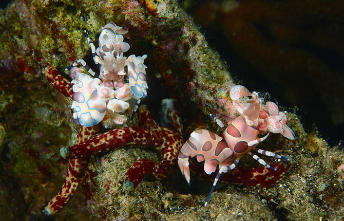 Meet the Strange Underwater Inhabitants of Indonesia’s Lembeh Strait