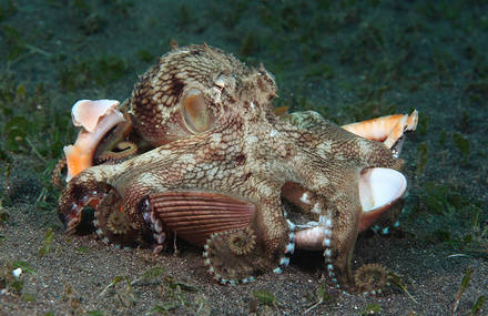Meet the Strange Underwater Inhabitants of Indonesia’s Lembeh Strait