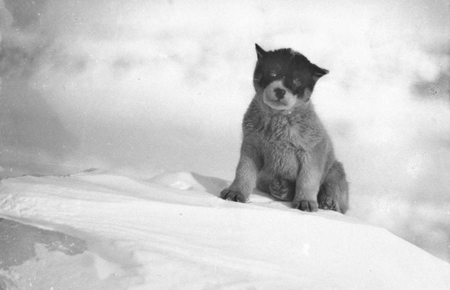 Rare Photography of the First Expedition to Antarctic