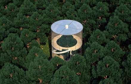 A House Built Around a Tree