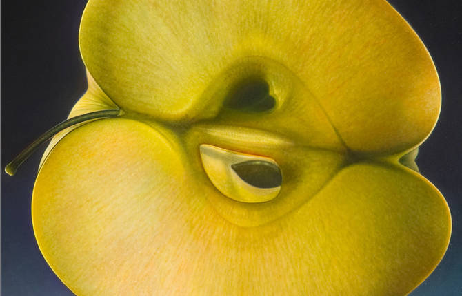 Hyperrealistic Portraits of Sliced Fruits