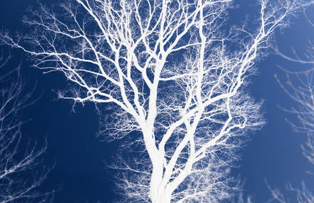 The Otherworldly Glow of Trees and Foilage