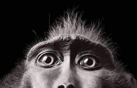 Through the Lens of Photographer Tim Flach