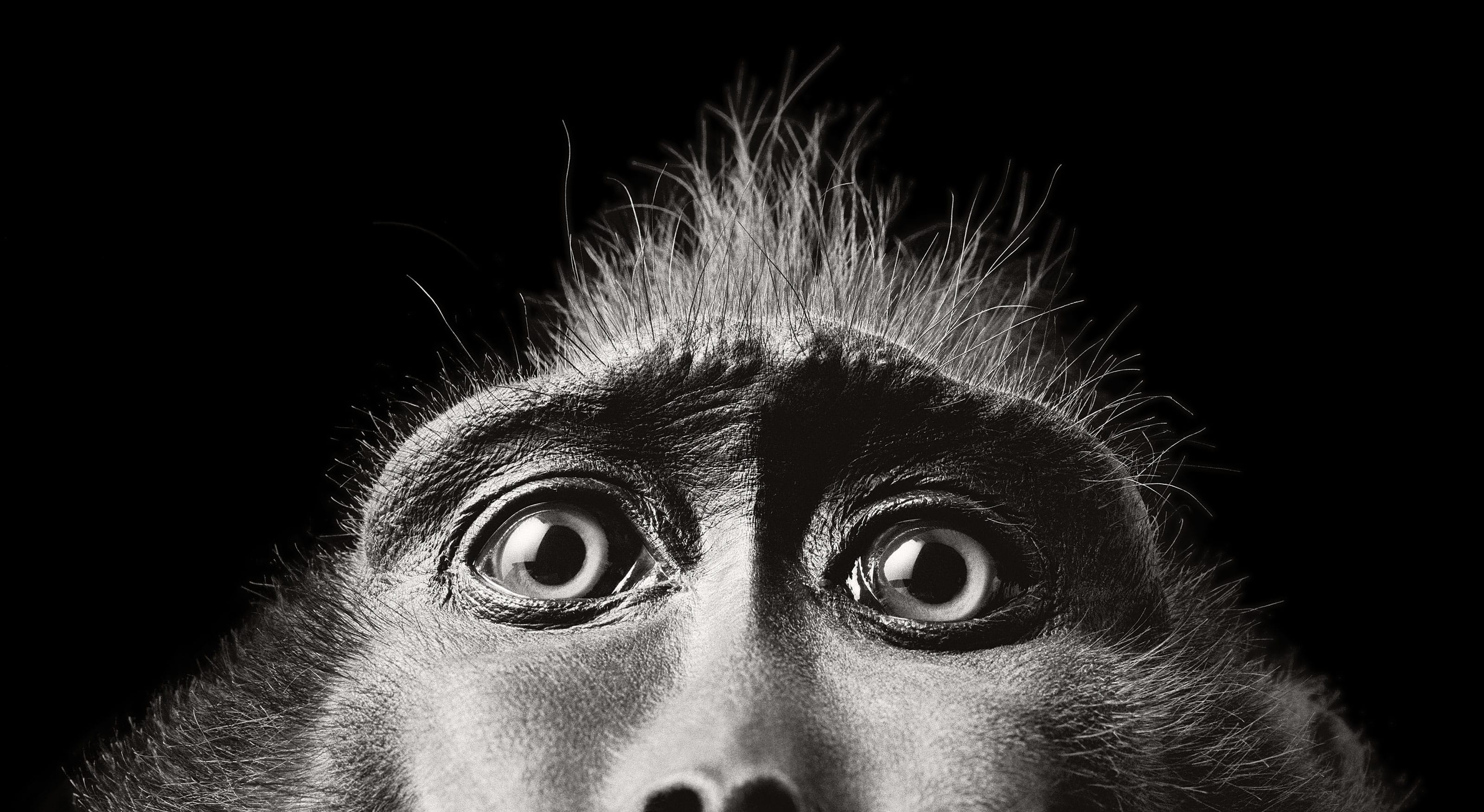 Through the Lens of Photographer Tim Flach – Fubiz Media