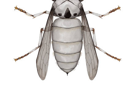 Insects Looking like Star Wars Characters