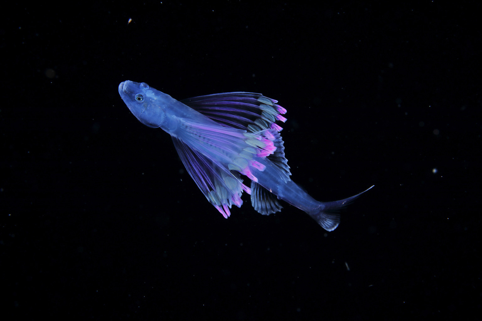 Larval Tripod fish