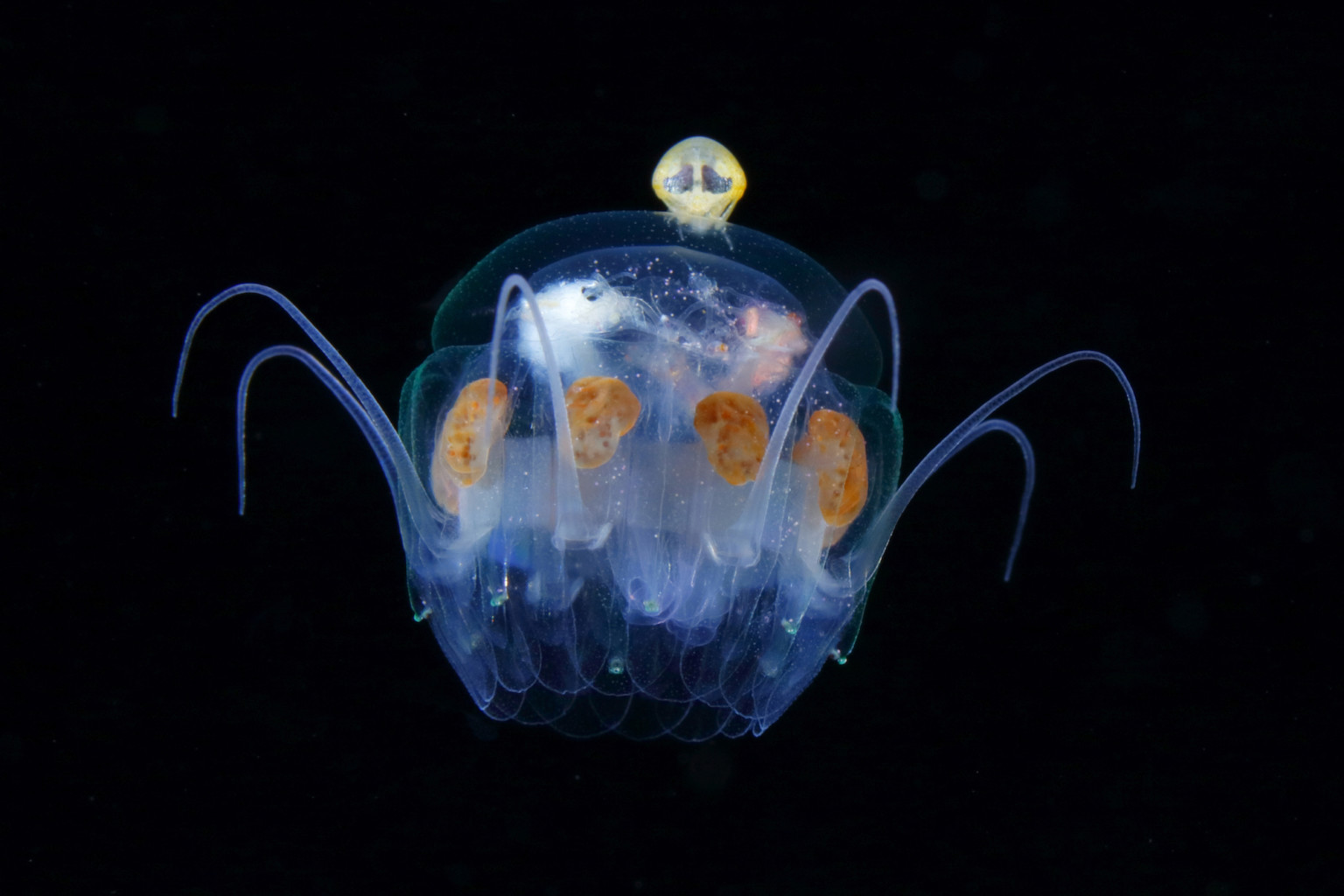 Hyperiidea on Nausithoe jellyfish