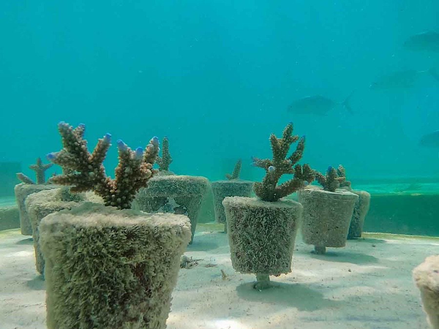 coralarium-underwater-inter-tidal-art-gallery-in-the-maldives-04