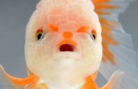 Impressing Portraits of Goldfish & Betta Fish