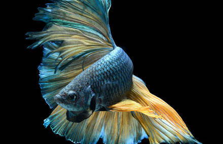 Impressing Portraits of Goldfish & Betta Fish