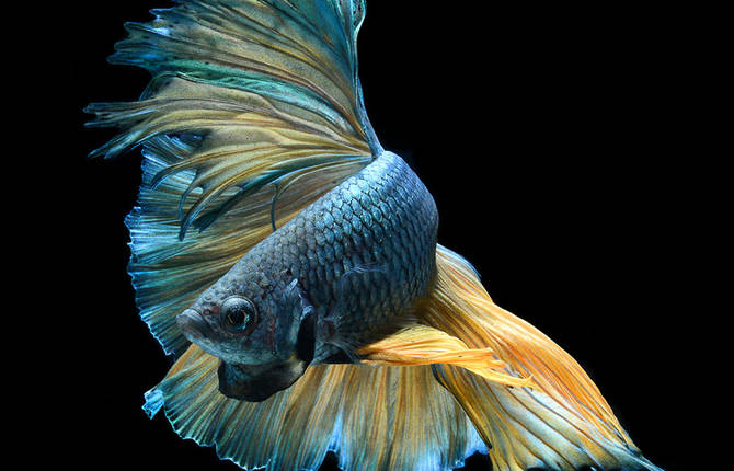 Impressing Portraits of Goldfish & Betta Fish