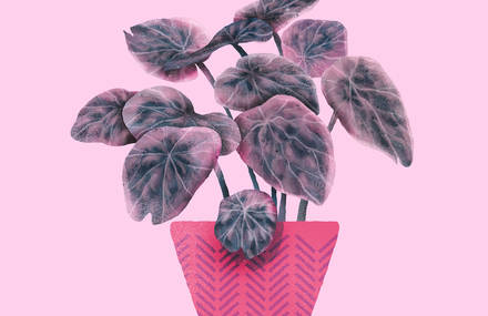 Lovely and Playful Plants