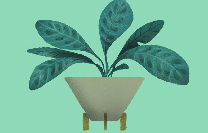 Lovely and Playful Plants