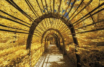 Infrared Yellow Colored French Landscapes