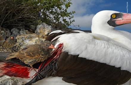Winners of Wildlife Photographs