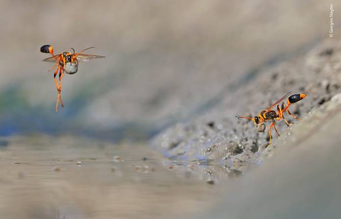 Winners of Wildlife Photographs