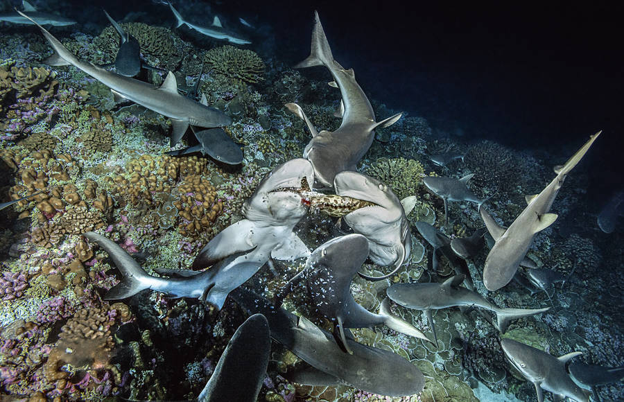 Laurent Ballesta’s Incredible Expedition