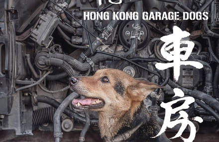 Meet Hong Kong’s Garage Dogs